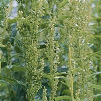 Green Plume Atriplex