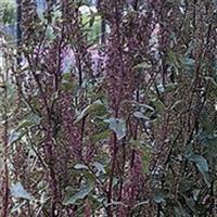 Red Plume Atriplex