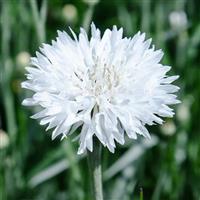 Snowman Centaurea