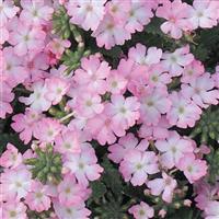 Tuscany Pink Picotee Verbena