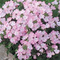 Tuscany Pink Picotee Verbena