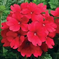 Tuscany Scarlet Verbena