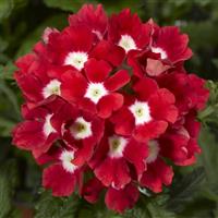 Tuscany Scarlet with Eye Verbena