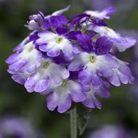 Tuscany Twister Purple Shades Verbena