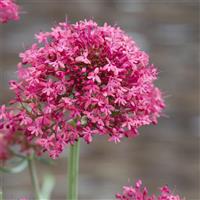 Coccineus Centranthus