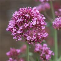 Pretty Betsy Centranthus