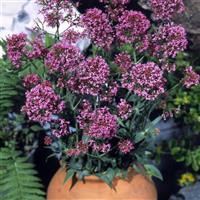 Pretty Betsy Centranthus