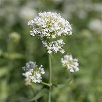 White Centranthus