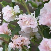 Appleblossom Clarkia