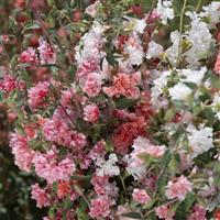 Cheek to Cheek Rosy Mix Clarkia