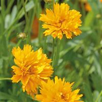 Coreopsis Golden Joy