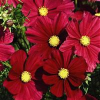 Rubenza Cosmos