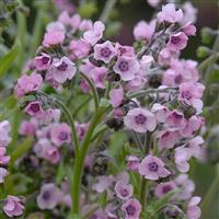 Mystery Rose Cynoglossum