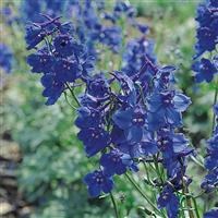 Blue Shadow Delphinium