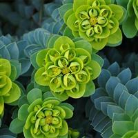 Euphorbia Myrsinites