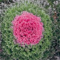 Glamour Red Flowering Kale