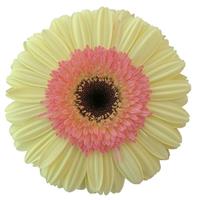 real Febe Gerbera