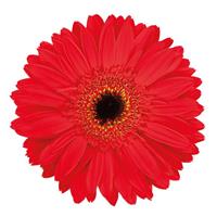 real Kabu Gerbera