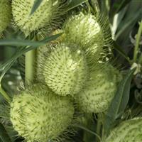 Cottonbush Gomphocarpus