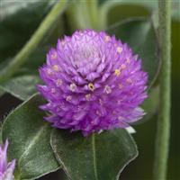 Lavender Lady Gomphrena