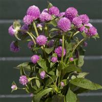 Lavender Lady Gomphrena