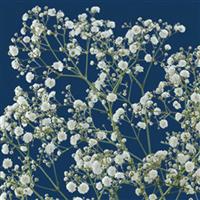 Andromeda Gypsophila