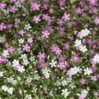 Cotton Candy Mix Gypsophila