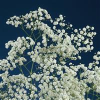 Dynamic Love Improved Gypsophila