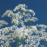 Million Clouds Gypsophila