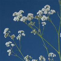 Million Daisy Gypsophila