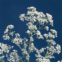 Million Stars Gypsophila