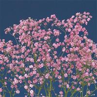 My Pink Gypsophila