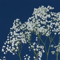 My White Cosmic Gypsophila