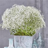 My White Cosmic Gypsophila