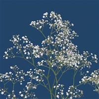 White Victoria Gypsophila