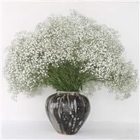 White Victoria Gypsophila