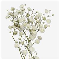 Xcite Gypsophila