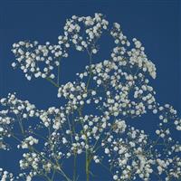 Xlence Endure Gypsophila