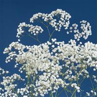 Xtremy Gypsophila