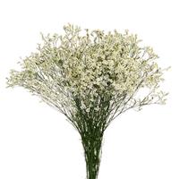 Diamond Clear Limonium