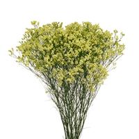 Diamond Pineapple Limonium