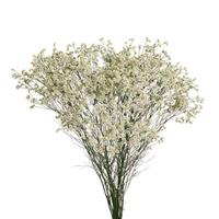 Diamond Pure Limonium