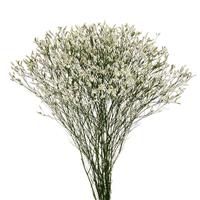 Diamond Cool White Limonium