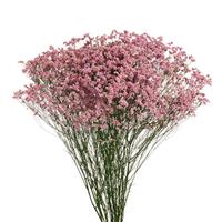 Diamond Soul Limonium