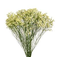 Diamond Easter Limonium