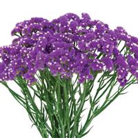 Crone Violet Limonium