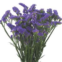 Magunum Blue Limonium