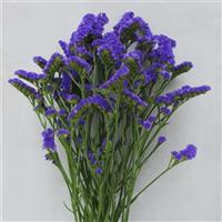 Noir Limonium