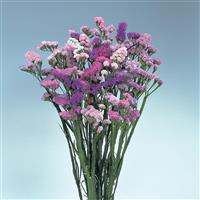 Pastel Shades Mix Limonium