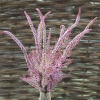 Pink Pokers Limonium